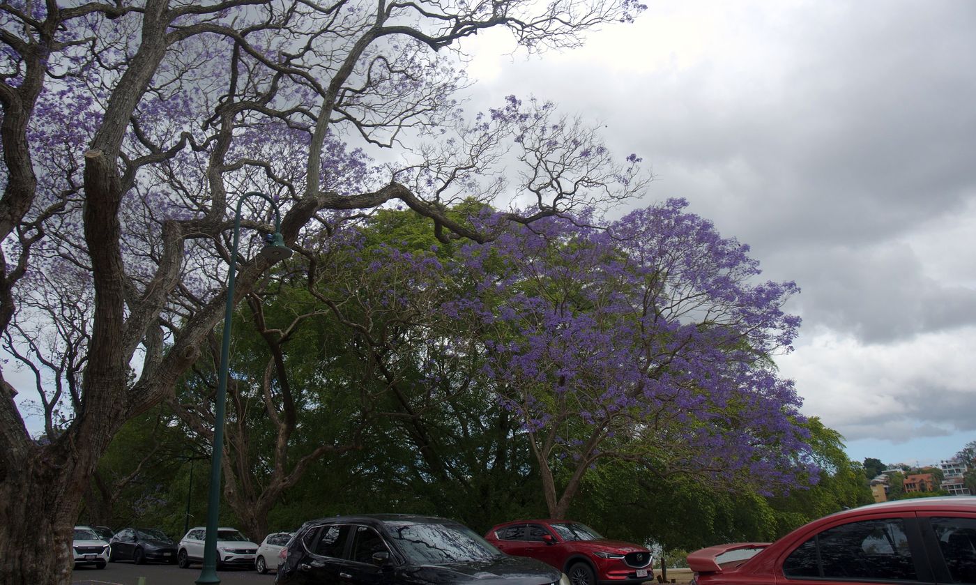 Jacarandas in full flower over the New Farm Park road under heavy grey cloud, October 2026