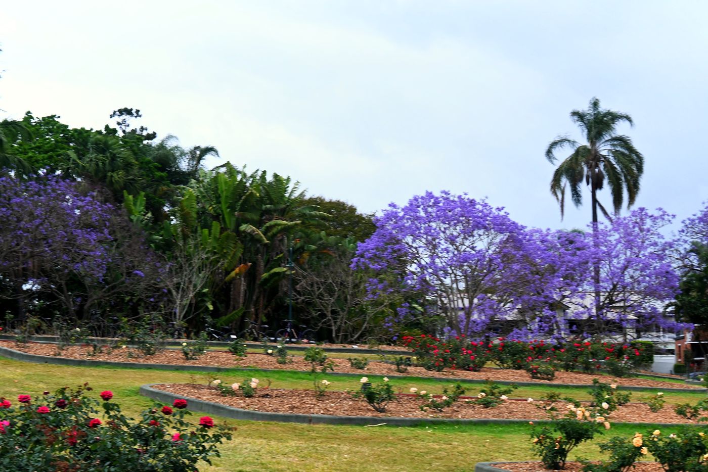 Rose beds curving across the lawn at New Farm Park towards a wall of jacarandas and a tall palm