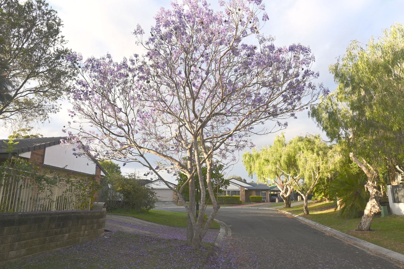 A jacaranda tree in bloom on a quiet suburban Brisbane street on a cloudy morning