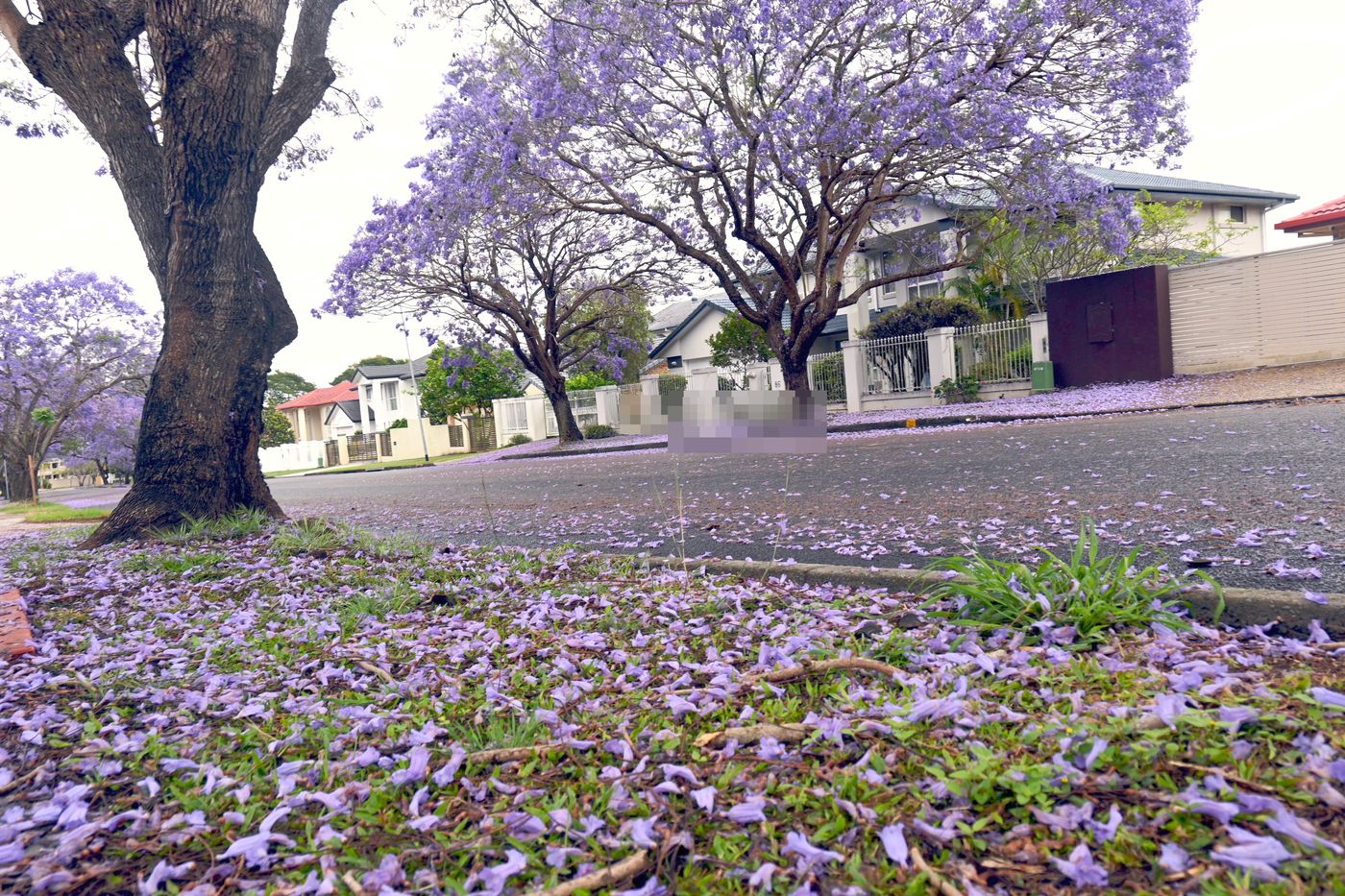 Close-up of fallen purple jacaranda petals covering the grass at the base of a street tree