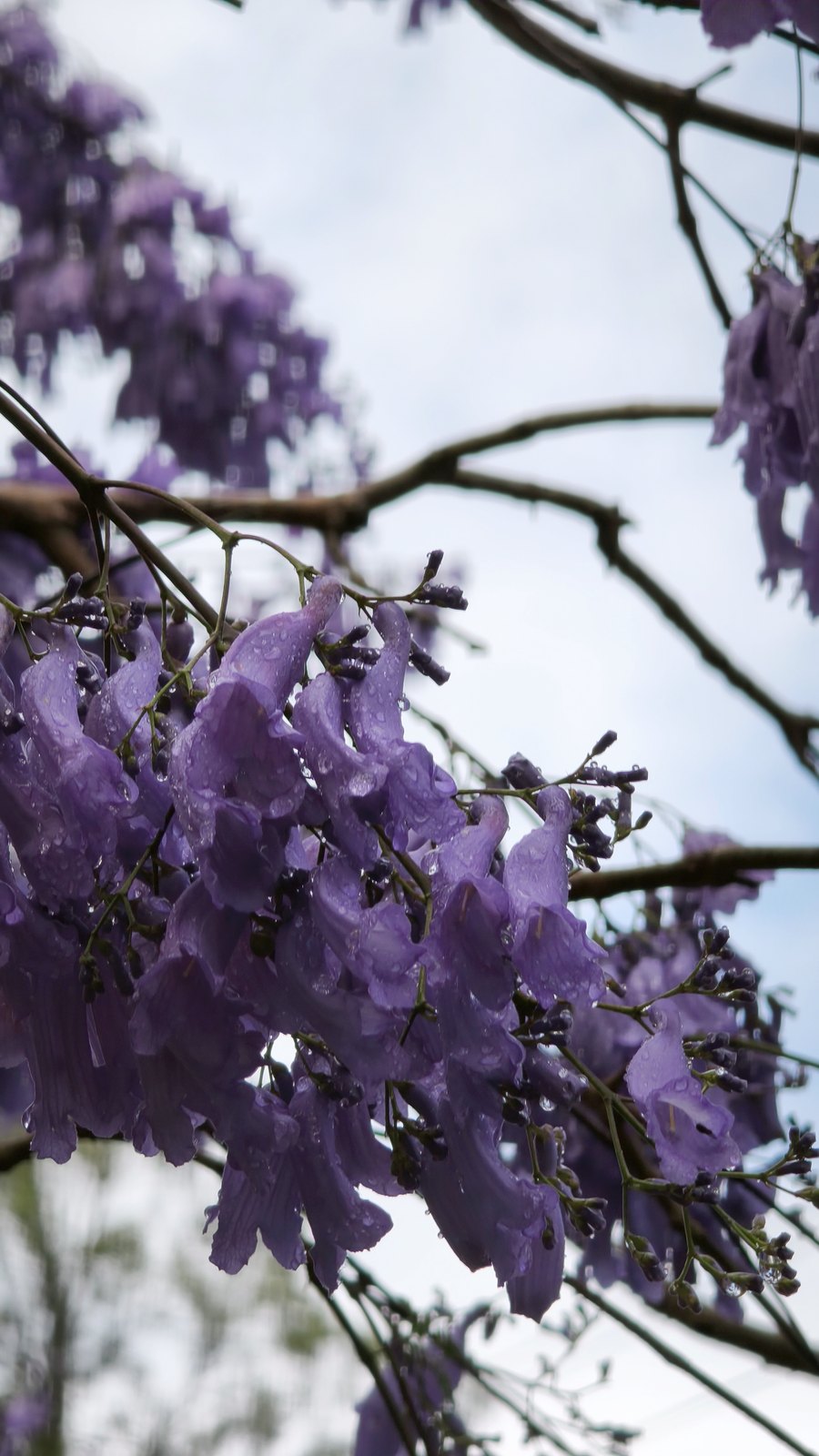 Close-up of jacaranda blooms weighed down with raindrops against a cloudy sky