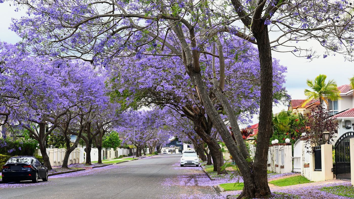 A Sunnybank Hills street lined with jacaranda trees in full purple bloom, petals on the road and footpath, on a cloudy Saturday morning