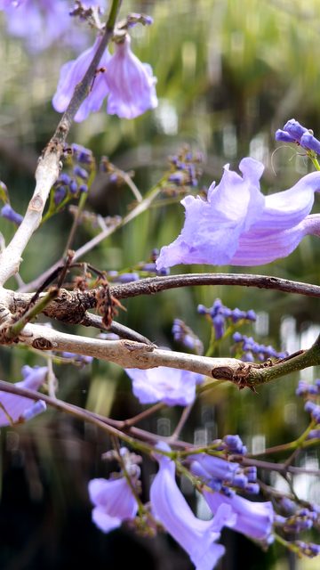 Close-up of jacaranda flowers and buds on a pale branch