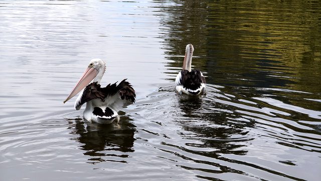 An Australian pelican ruffling its wings beside another pelican