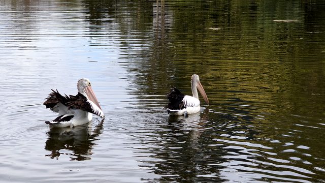 Two Australian pelicans swimming across UQ Lakes