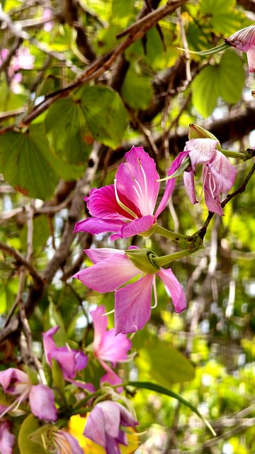 Pink orchid tree flowers on a branch
