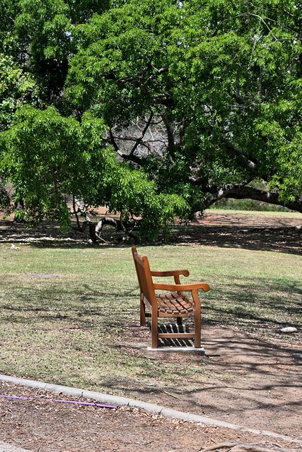 A timber park bench under a large shady tree at UQ St Lucia