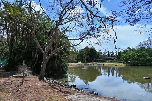 Jacaranda branches stretching over the water at UQ Lakes
