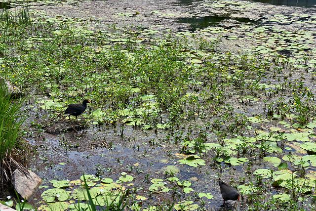 Two moorhens among lily pads at UQ Lakes